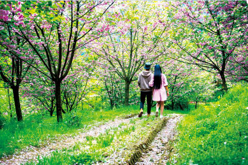 自豪！央视镜头“爱”上成都美景，陇海三郎旅游度假区樱花节即将开幕-中国网地产