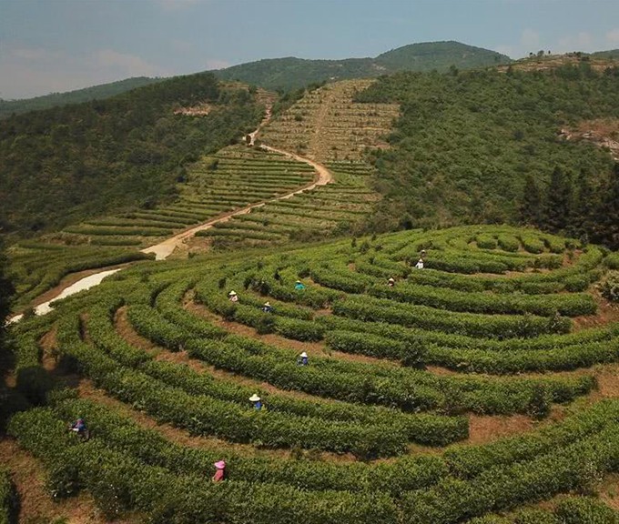 江西崇义:高山有机茶助力精准扶贫-中国网地产