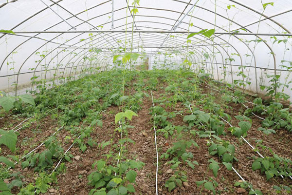 现代农业 节水灌溉 | 以色列进口滴灌技术在寨乐镇蔬菜基地全面投入使用-中国网地产
