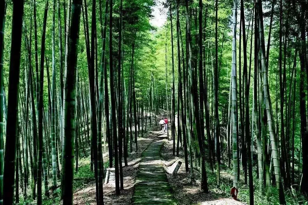 遵义一重量级国家森林公园规划获批 遵义人居幸福感又或提高-中国网地产