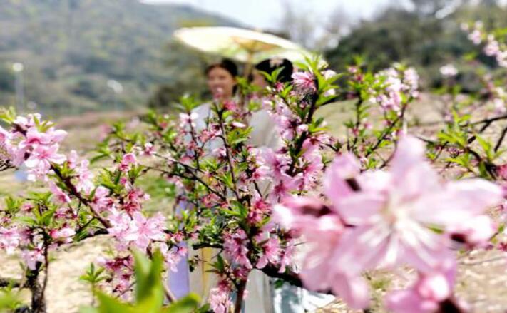 美醉了全北京的“22万亩桃花”即将结束，游览从速-中国网地产