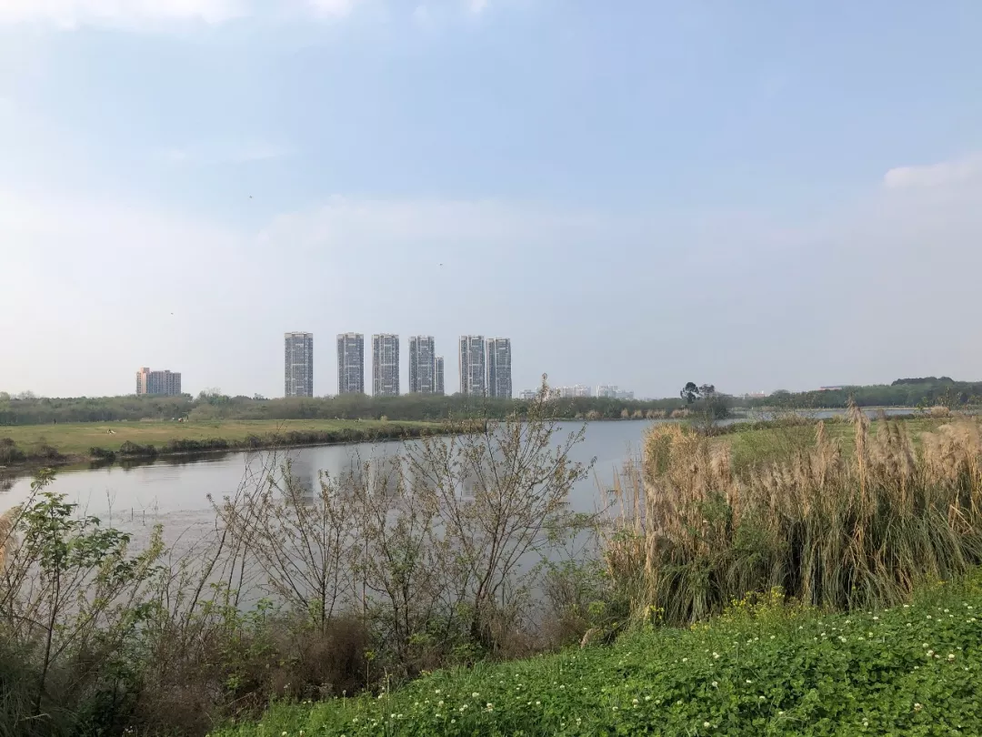仅1.5容积率，主城区青龙湖旁的纯改善洋房来了-中国网地产