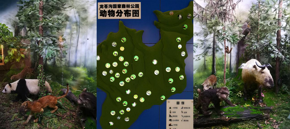 国家森林公园里的“夏校”，熊猫森林国际探索学校开学了！-中国网地产