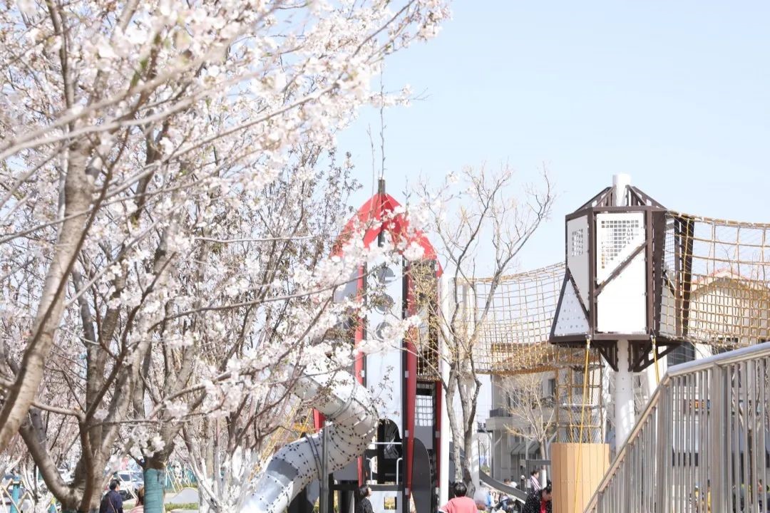 刷爆朋友圈的赏樱胜地，景色媲美北海道-中国网地产